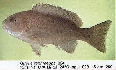Girella tephraeops